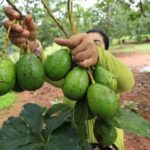 ដំណាំកសិកម្ម ៩ ប្រភេទរបស់កម្ពុជាមានសក្តានុពលនាំចេញ