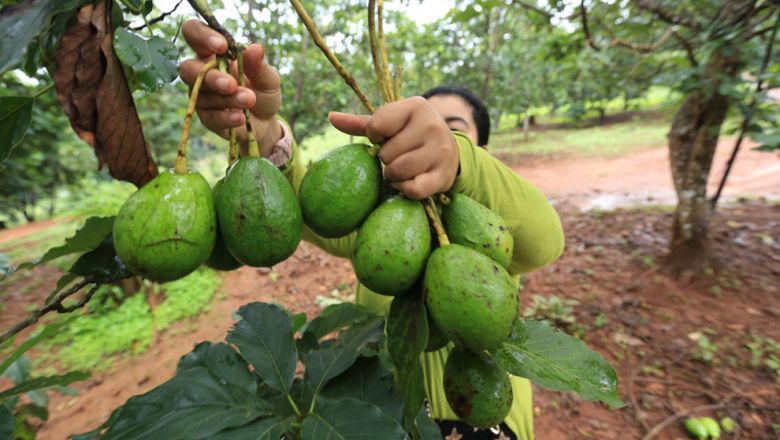 Oz study plants roots for nine crops