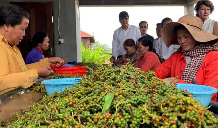 ផលិតម្រេចនិងគ្រឿងទេសដែលមានគុណភាពត្រូវបានជំរុញ