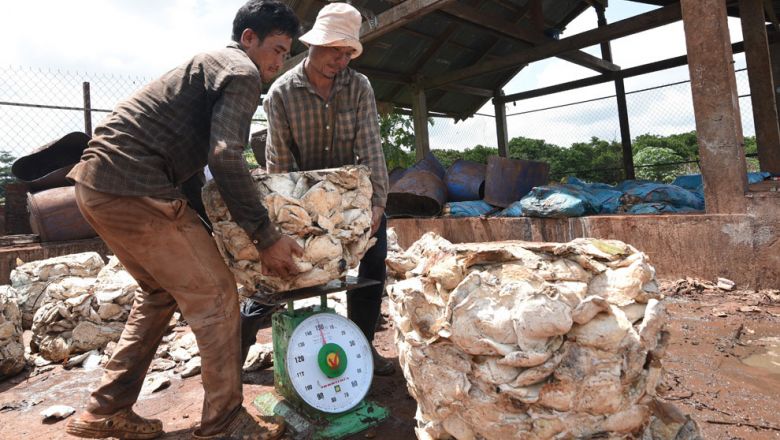 ការនាំចេញកៅស៊ូសម្រេចបានទឹកប្រាក់ជាង ៦១០ លានដុល្លា