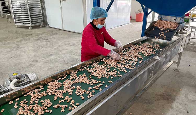 Kingdom emerges biggest supplier of raw cashew nuts to Vietnam