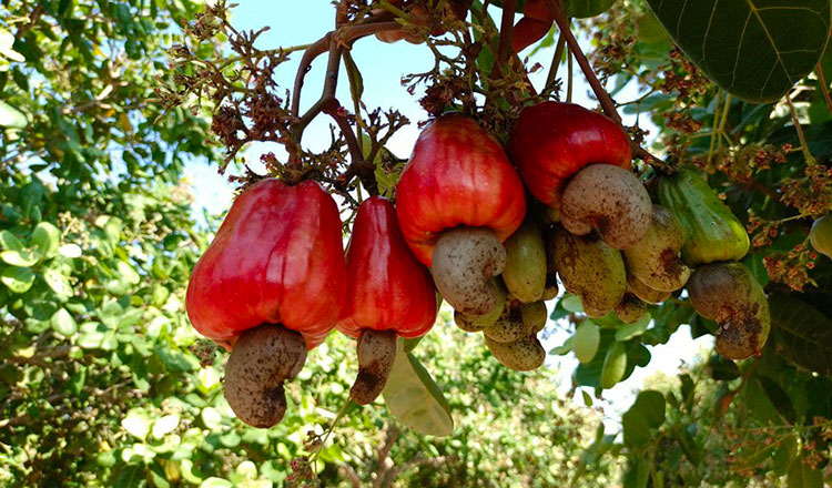 Kampong Thom to set up dedicated hub for cashew nuts